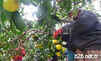 Türkiye’nin Narenciye Üretiminin Önemli Bir Kısmını Karşılayan Ve Mersin’den Sonra En Önemli Narenciye İhracat Merkezi Olan Hatay’da Mandalina Üreticileri Ürünlerin Dalında Kalmasından Şikayet Ediyor.