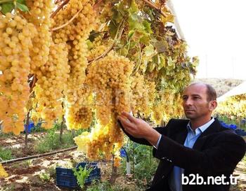 Sarıgöllü Üzüm Üreticisi Musa Topdemir (41), Üzüm Bağlarında 300 Ton Üzüm Olduğunu Belirtti.
