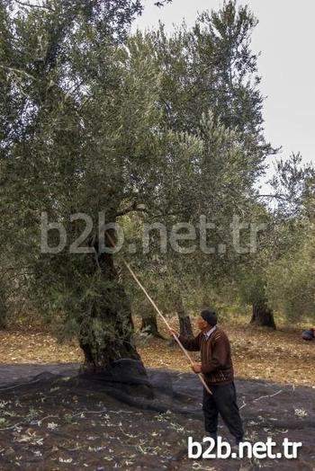 Balıkesir’in Edremit Ziraat Odası Başkan Vekili Ali Yılmaz Diker, Zeytin Üreticisine Seslenerek Tarımda Mekanizasyonun Önemine Değindi.