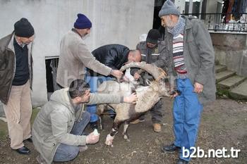 Tunceli’nin Çemişgezek İlçesinde Yaralı Bulunan Yaban Keçisinin Tedavisi Devam Ediyor.