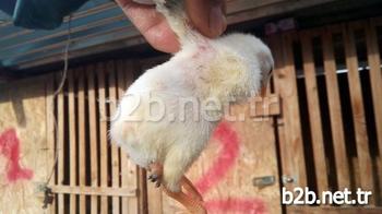 Osmaniye’nin Kadirli İlçesinde Bir Civcivin Kuyruk Kısmından Ayak Çıkması Görenleri Şaşırttı.