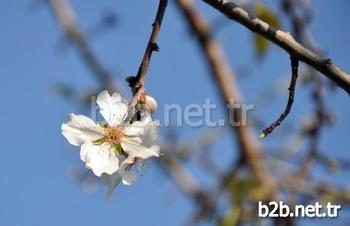 Türkiye’nin İkinci Büyük Badem Üretim Merkezi Konumundaki Akdeniz Bölgesi’nin Sahil Kenti Mersin’de Badem Ağaçları Çiçek Açtı.