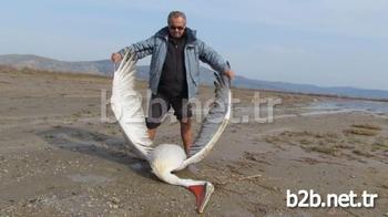 Aydın-muğla İl Sınırındaki Bafa Gölü’nde Nesli Tükenmek Üzere Olduğu İçin Koruma Altına Alınan Pelikanlar Biri Kaçak Avlanmaya Çalışan Kişi Ya Da Kişiler Tarafından Vuruldu.