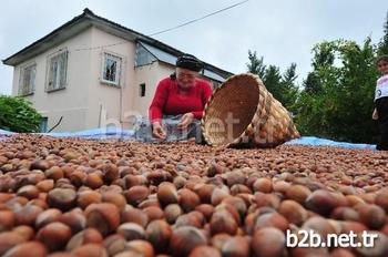 Foto: Enerji Deposu Fındıktaki Rekolte Azlığı Üreticiyi Sevindirirken Tüketiciyi Üzdü.