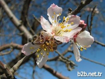 Gaziantep’in Araban İlçesinde Ocak Ayında Çiçek Açan Badem Ağacı Görenleri Şaşırttı.