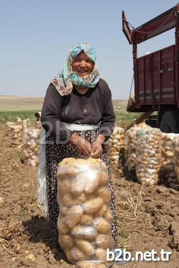 Soğuk Hava Ve Don Nedeniyle Patates Fiyatlarında Yaşanan Artış Üreticinin Yüzünü Güldürdü. Pazarda 2-3 Liraya Satılan Patatesin Nevşehir’deki Depo Çıkış Fiyatı 1,10 Liradan 1,50 Liraya Yükseldi.