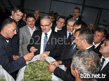 Bursa'nın Karacabey İlçesinde, Kozmetik Ve İlaç Sanayii İçin Yılda 3 Bin Tonu Aşkın Defne Toplayan Köylüler, Hizmete Açılan Kurutma Tesisiyle Gelirlerini Artıracak.