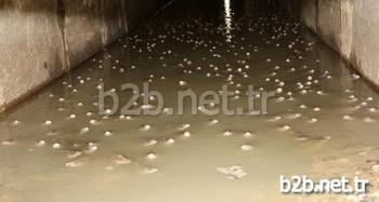 Adana'da Seyhan Baraj Gölü Çekilince, Binlerce Balık Yumurtlamak İçin Girdikleri Kanalda Mahsur Kaldı. Balıklar, Çamurlu Suda Hep Bir Anda Ağızlarını Açıp Kapayarak Çıkardıkları Ses Sayesinde Vatandaşların Dikkatini Çekince Kurtarıldı.