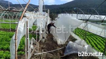 Bursa’da Etkili Olan Lodos 300 Dönümlük Tarım Arazilerinde Bulunan Seraları Da Vurdu. Yaklaşık 1 Milyon Lira Zarara Uğrayan Çiftçiler, Devletten Destek Bekliyor.