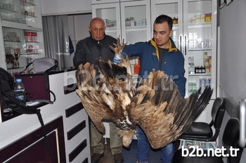 Tunceli’de Vatandaşlar Tarafından Bulunan Ve Zehirlendiği Belirlenen Akbaba Tedavi Edildi.