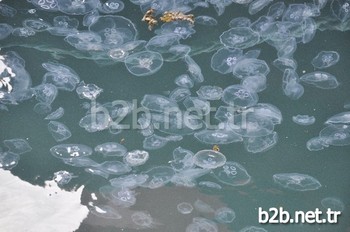 Zonguldak’ta Binlerce Deniz Anası Kıyıya Vurdu.