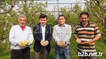 Sezonun İlk Meyvelerinin İlk Hasadının Yapıldığı Mersin'in Silifke İlçesinde, Kayısı Çağlası Hasadına Başlandı.