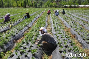 Fındık, Çay Ve Kivi Ürünlerinde Ön Planda Olan Trabzon, Ordu, Giresun, Rize, Artvin, Gümüşhane’den Oluşan Tr90 Bölgesi, Türkiye’de En Fazla Tarım İstihdamı Sağlayan Bölgeler Arasında İkinci Oldu.