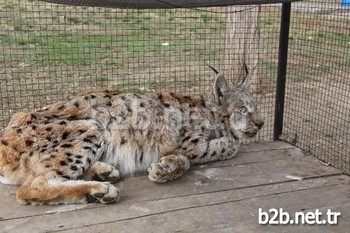 Erzurum'un Oltu İlçesi Sarısaz Mahallesi Yakınlarında Yaralı Halde Bulunan Vaşak İçin Vatandaşlar Seferber Oldu.