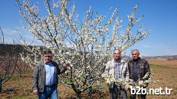 Bursa'da Çiçek Açan Meyve Ağaçları Don Tehlikesiyle Karşı Karşıya.