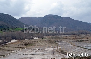 Kastamonu'nun Tosya İlçesinde Birkaç Gündür Etkili Olan Sağanak Yağış Nedeniyle Çeltik Tarlalarını Su Bastı.